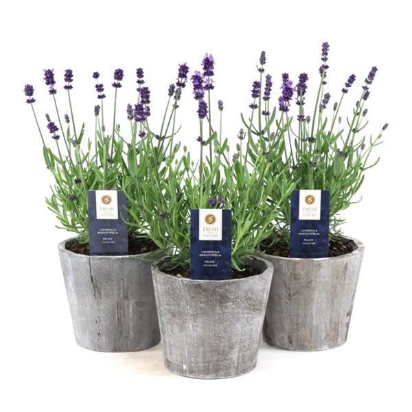 <h4>Lavandula ang. 'Felice'® Collection P12 in Wood</h4>