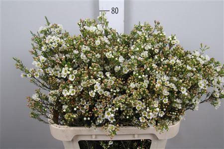 <h4>Chame Crystal Pearl</h4>