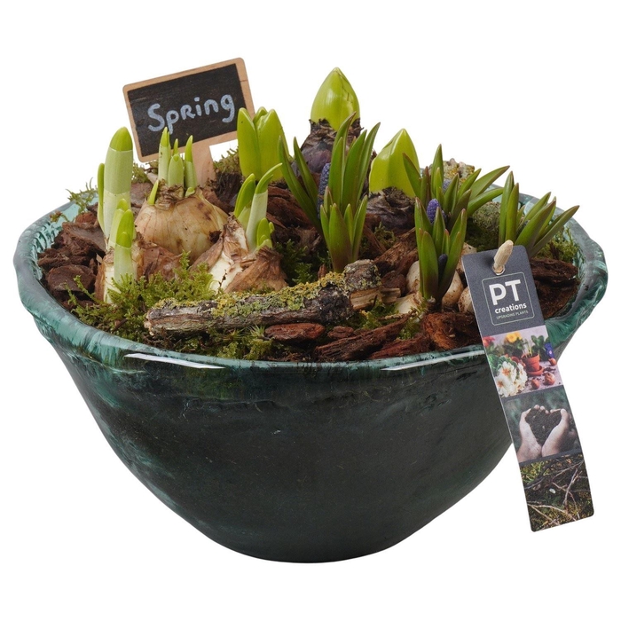 <h4>Arr. Tuinplanten L%</h4>