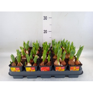 Tulipa DU 'Baby'   ...mix