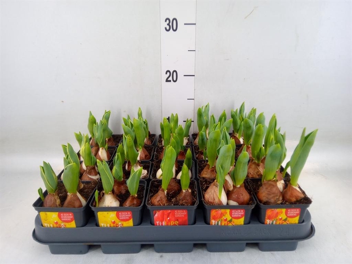 <h4>Tulipa DU 'Baby'   ...mix</h4>