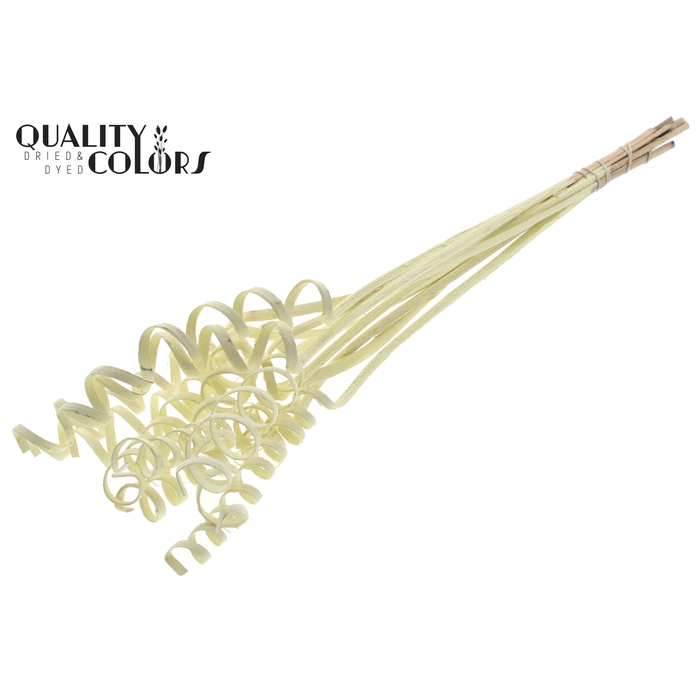 <h4>Cane Spring on stem Covered Creme</h4>