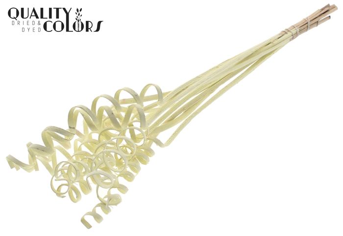 Cane Spring on stem Covered Creme