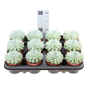 Echeveria   ...