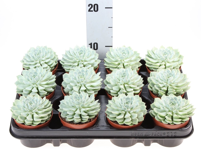 <h4>Echeveria   ...</h4>