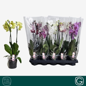 PHAL GEM 4 KL