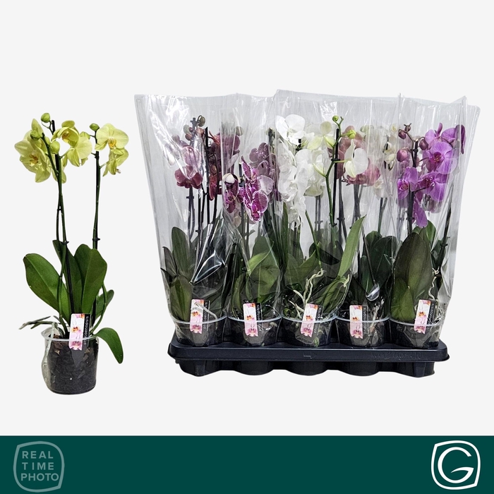 <h4>PHAL GEM 4 KL</h4>