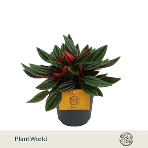 Peperomia Rosso