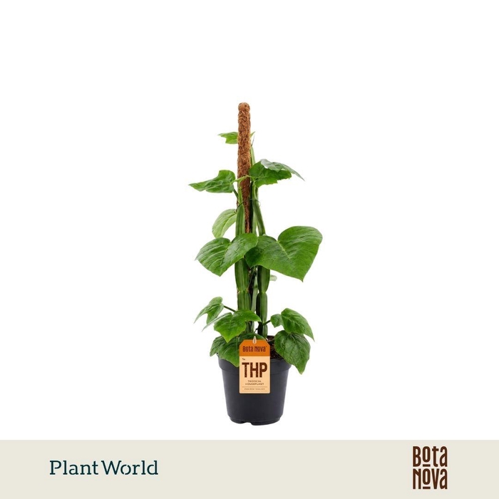 <h4>Cissus Quadran Mosstok</h4>