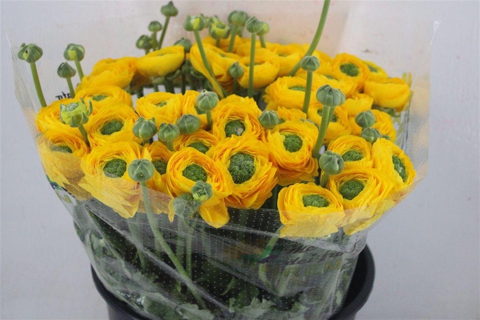 <h4>Ran Cloni Sup Omega</h4>