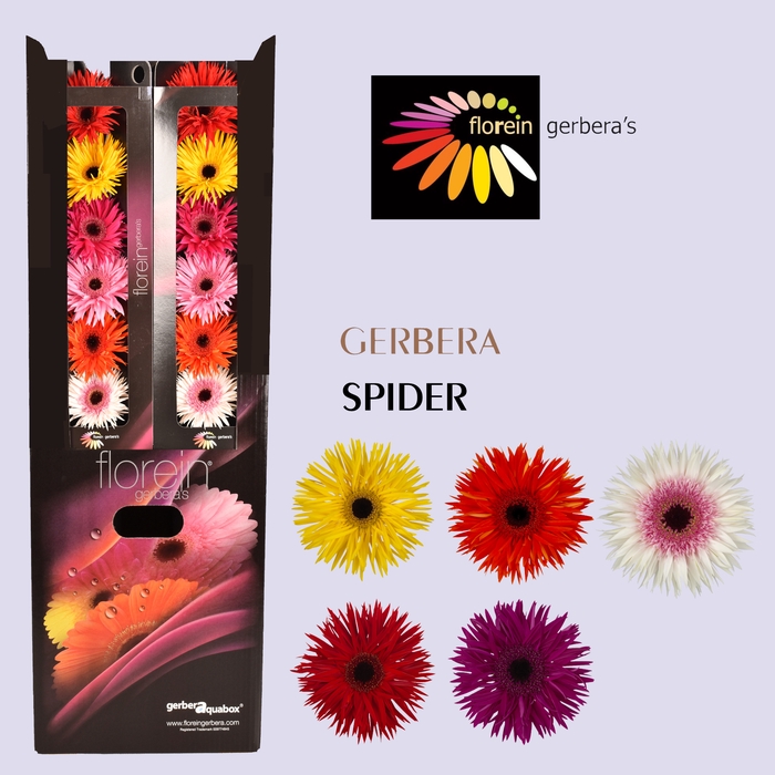<h4>Gerbera Spider Mix Spider Aquabox</h4>
