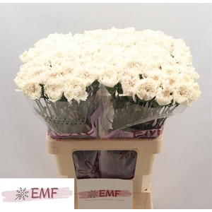 Dianthus st Moon Golem