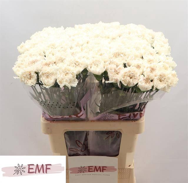 Dianthus st Moon Golem