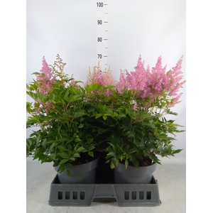 Astilbe   ...