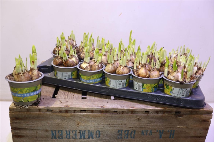 <h4>Narc O Tete A Tete</h4>