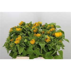 HELIAN AN SUNRICH OR