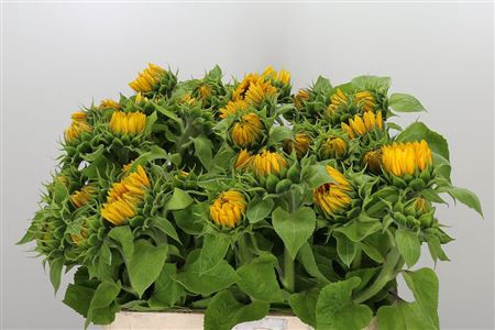 <h4>HELIAN AN SUNRICH OR</h4>