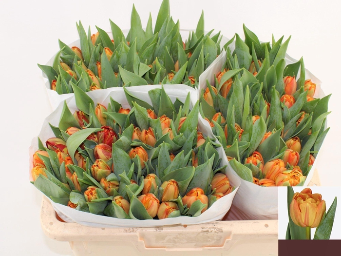 <h4>TU DU LORENZO</h4>