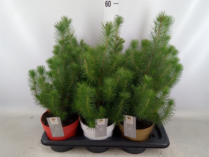 <h4>Pinus pinea 'Silver Crest'</h4>