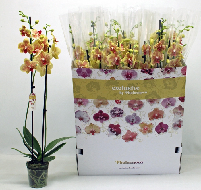 <h4>PHAL OV GEEL</h4>