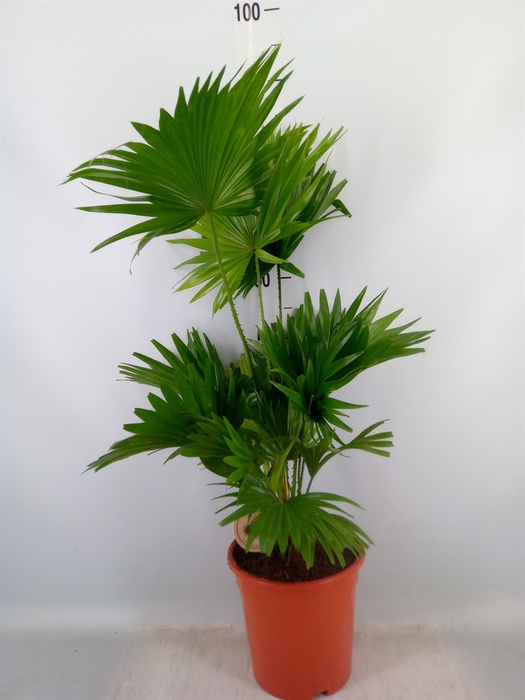 <h4>Livistona rotundifolia</h4>