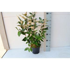 Elaeagnus ebbengei 'Compacta'