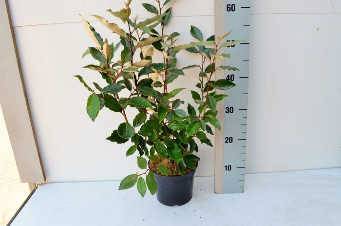 <h4>Elaeagnus ebbengei 'Compacta'</h4>