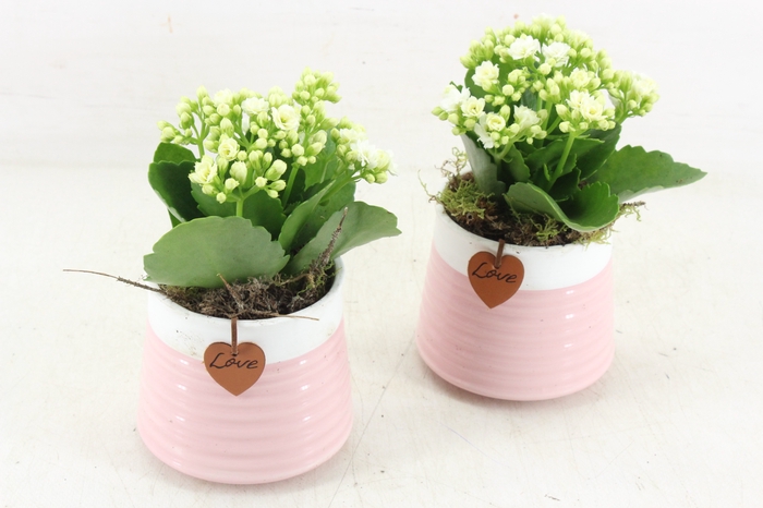 <h4>arr2 JS - Ker. potje roze witte rand kl. - mix</h4>