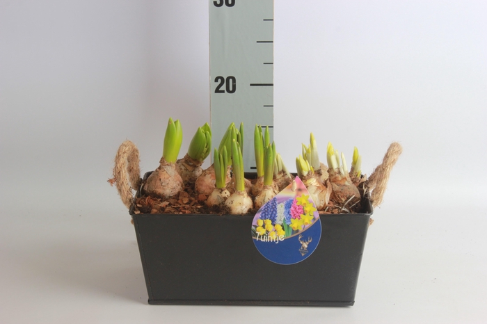 <h4>ARR BOL KNOLGEWAS</h4>