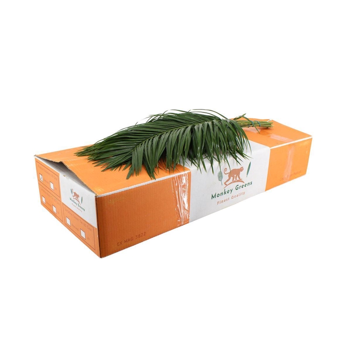 <h4>Phoenix 80cm</h4>