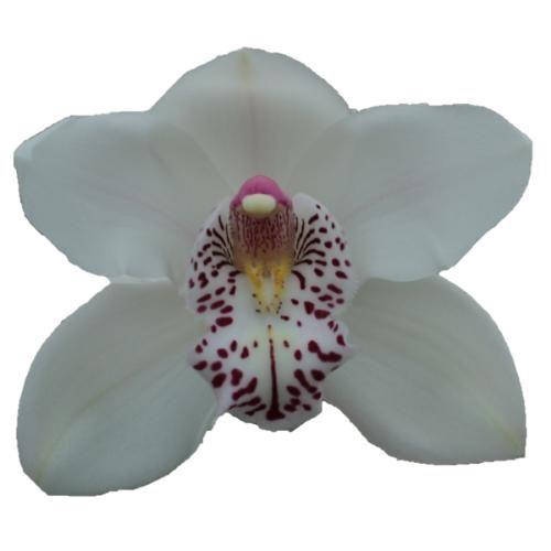 <h4>CYMB T VENEZIA</h4>