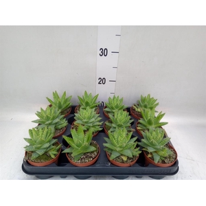Aloe brevifolia