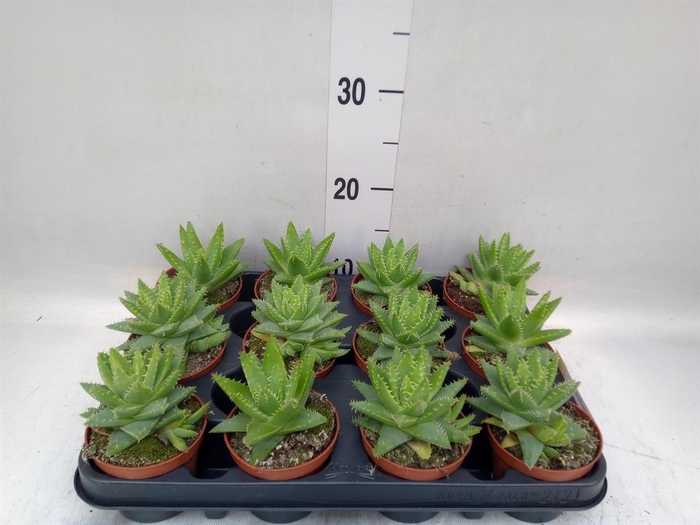 <h4>Aloe brevifolia</h4>