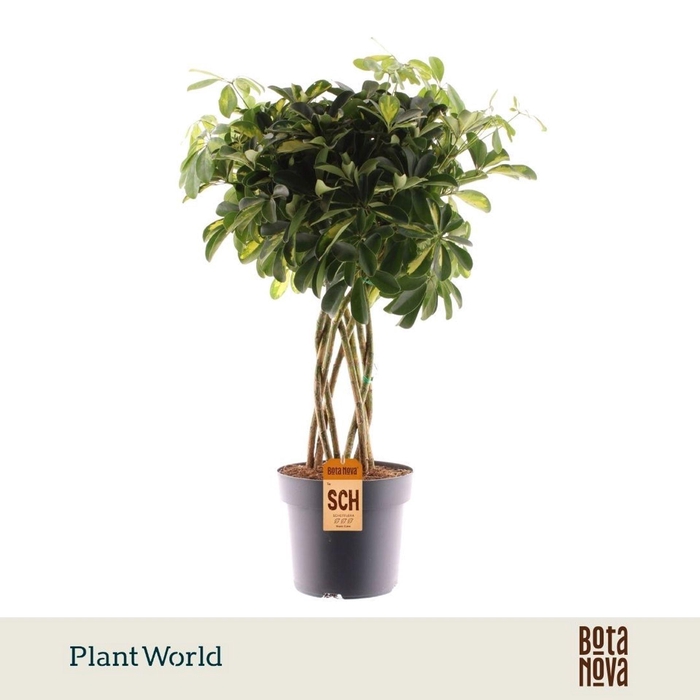 <h4>Schefflera Gold Capella</h4>