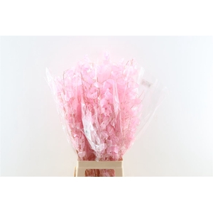 Dried Lunaria Light Pink 90cm P Bunch