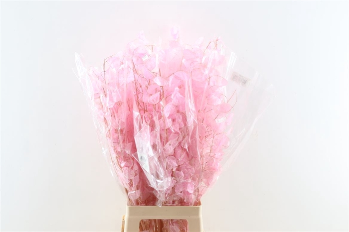 <h4>Dried Lunaria Light Pink 90cm P Bunch</h4>