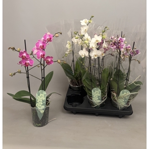 PHAL MF GEM 3 KL