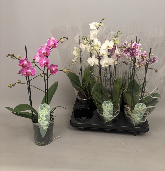 <h4>PHAL MF GEM 3 KL</h4>