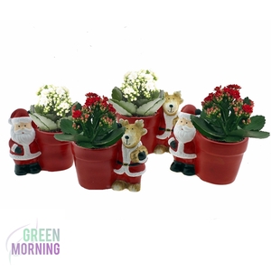 Kalanchoe 6 cm in Kerst planter ( 2 assorti )