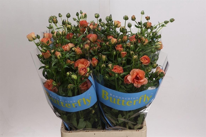 <h4>Ranunculus Butterfly Eris</h4>