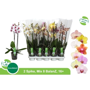 PHAL GEM 8 KL