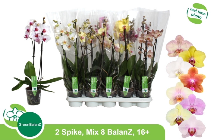 <h4>PHAL GEM 8 KL</h4>