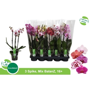 PHAL GEM