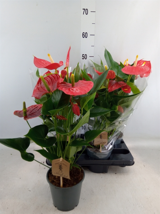 <h4>Anthurium andr. 'Esudo'</h4>