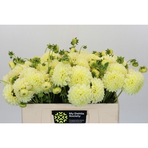 Dahlia DE 'Banana Baby'