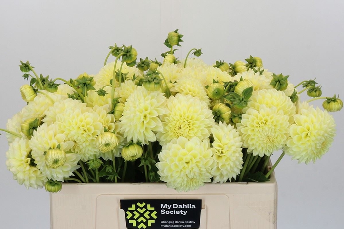Dahlia DE 'Banana Baby'