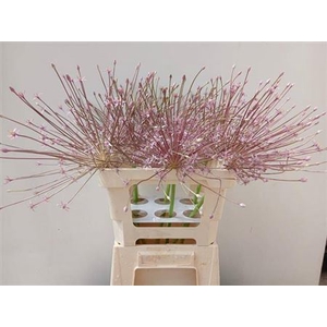Allium Schubertii