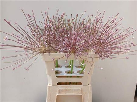 <h4>Allium Schubertii</h4>
