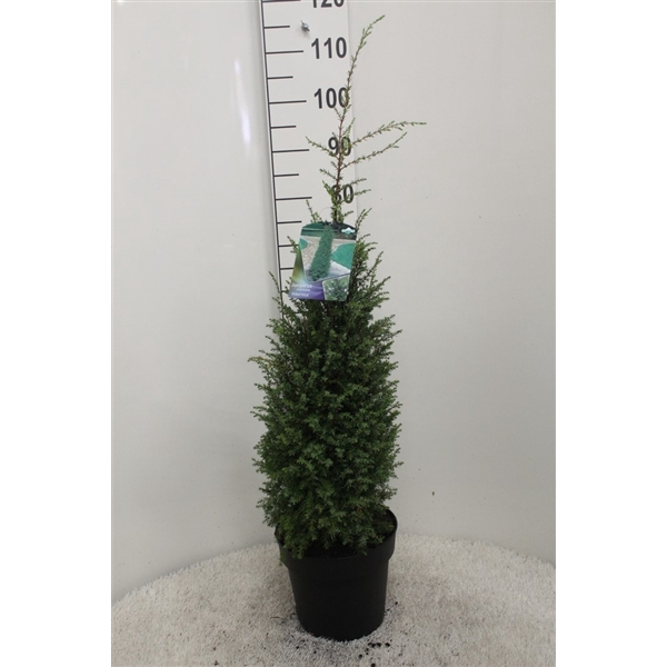 <h4>Juniperus com. 'Hibernica' P24 potgedrukt</h4>