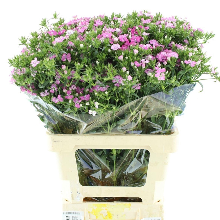 <h4>DI BARB AM ROSE</h4>